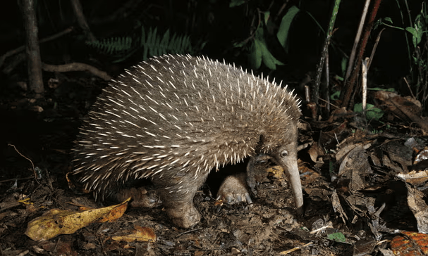 Extinct mammal named After David Attenborough rediscovered | The Morning