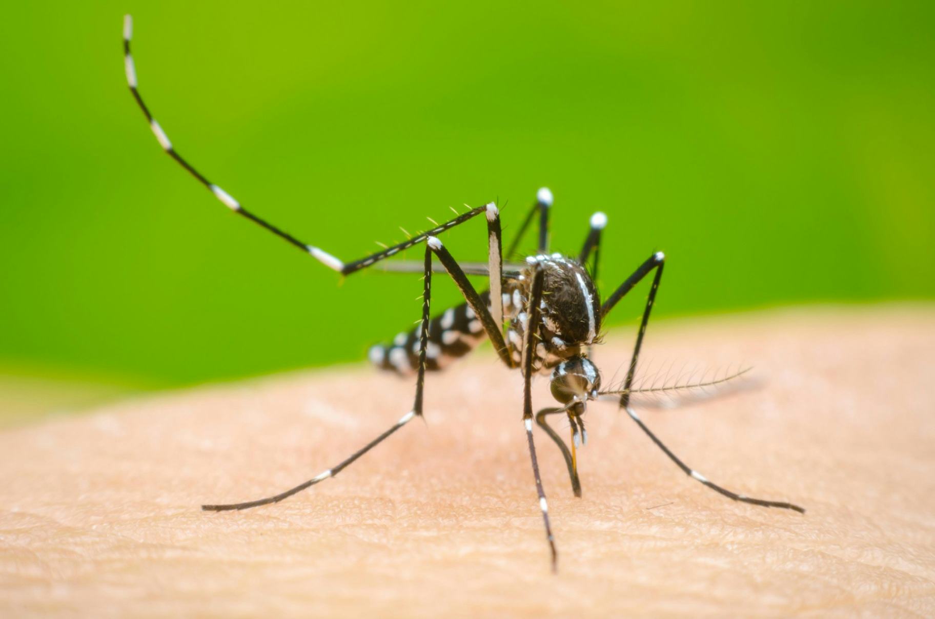 Dengue and Influenza spike: Focus on Gampaha and Trinco: MOH