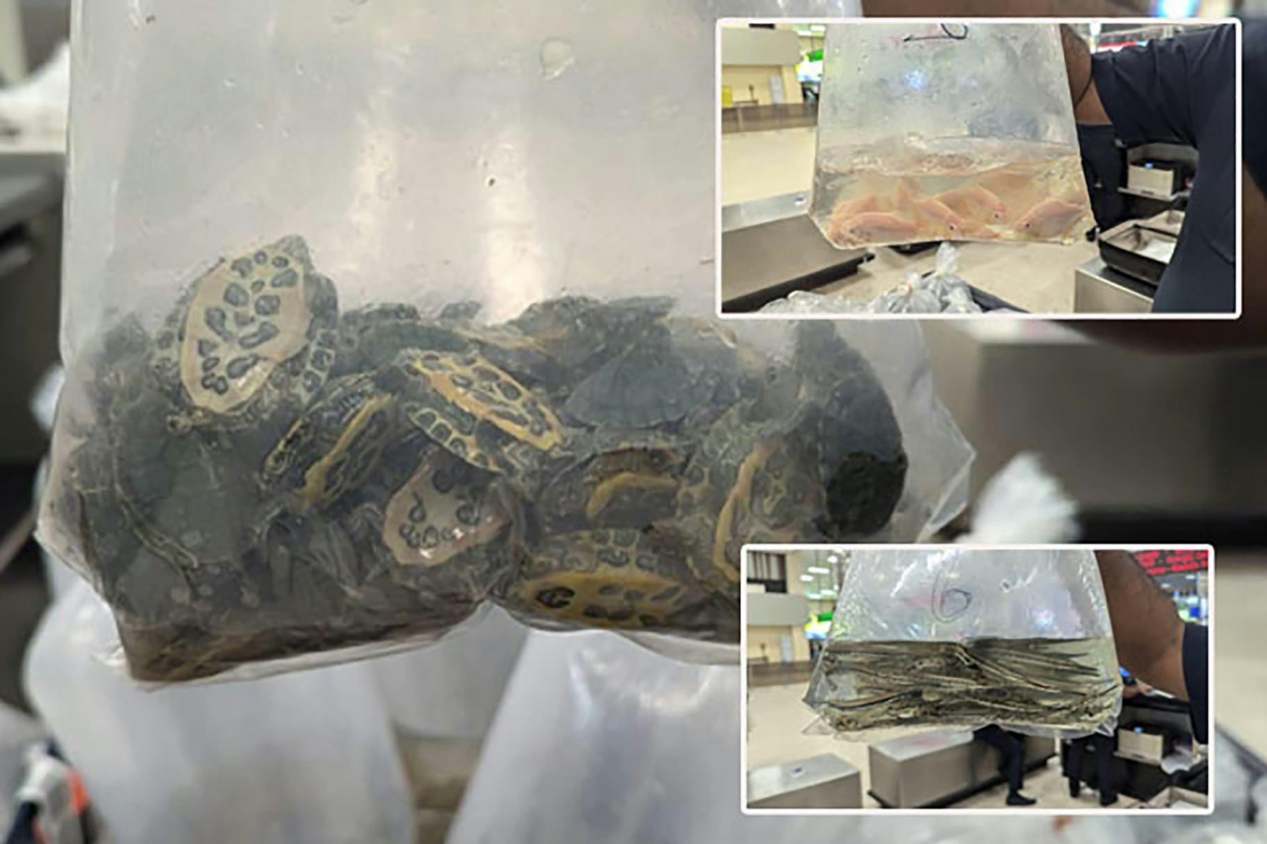 Trafficking of fauna and flora: Businessman nabbed at BIA for smuggling turtles